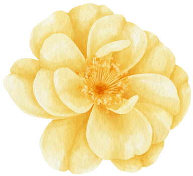 Yellow rose flowers watercolor illustration png