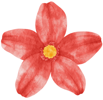 Red flower watercolor painted for Decorative Element png
