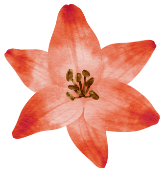 Red lily flower watercolor painted for Decorative Element png