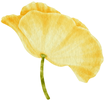Yellow poppy flower watercolor style for Decorative Element png