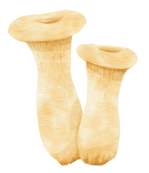 Edible mushroom autumn in watercolor for Decorative Element png