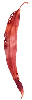 Watercolor leaf illustration png
