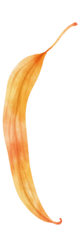 Watercolor leaf illustration png