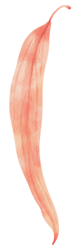 Watercolor leaf illustration png