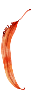 Watercolor leaf illustration png
