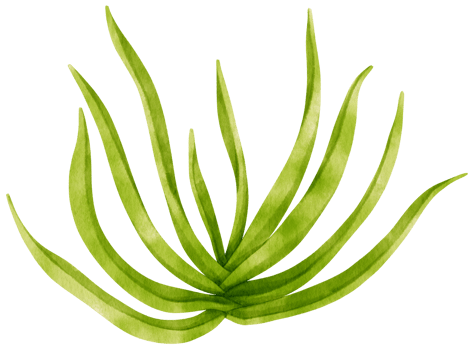 succulent plant watercolor illustration png