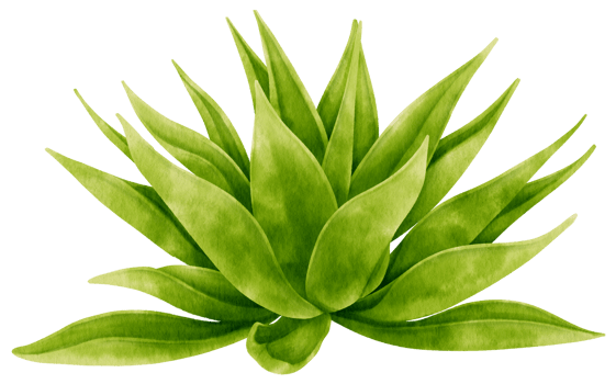 Foxtail agave houseplant watercolor illustration png