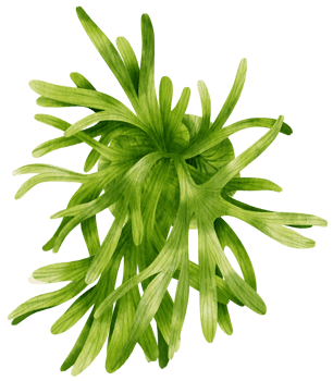 stag horn fern watercolor illustration png
