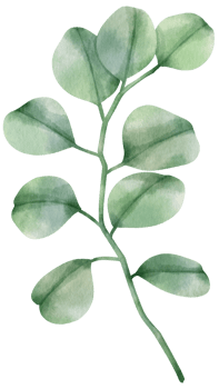 eucalyptus branch watercolor illustration png