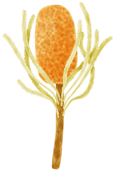 tropical plant for wedding watercolor png