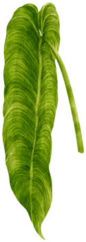 Anthurium leaf tropical watercolor illustration png