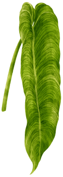 Anthurium leaf tropical watercolor illustration png