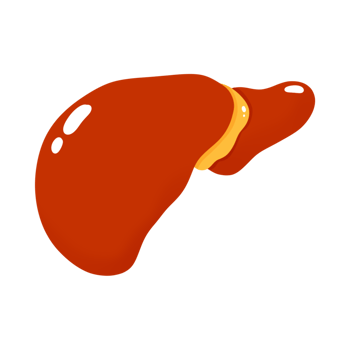 Human liver illustration png