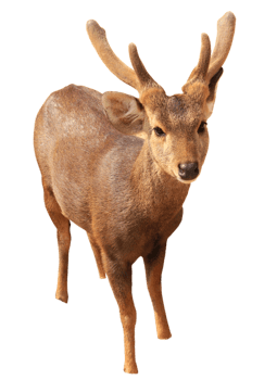 young deer png