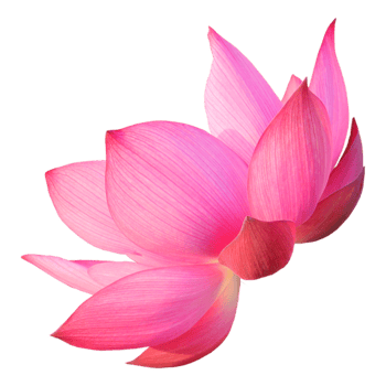 Pink lotus png