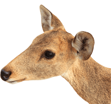 young deer png