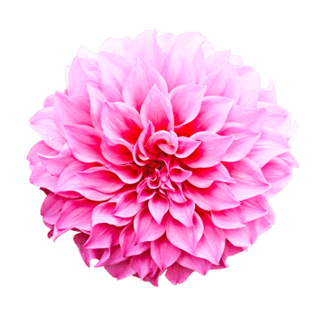 Dahlia flower png