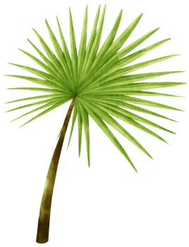 Palm leaf tropical watercolor illustration png
