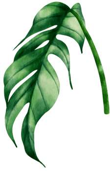epipremnum pinnatum tropical leaf watercolor illustration png