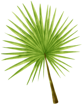 Palm leaf tropical watercolor illustration png
