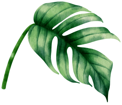 epipremnum pinnatum tropical leaf watercolor illustration png