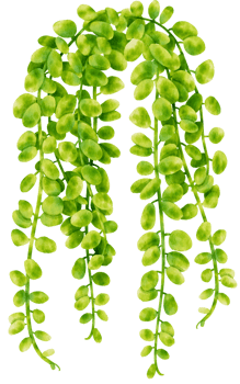 Round leaf Peperomia houseplant watercolor illustration png