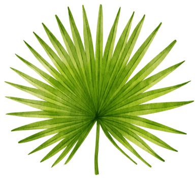Palm leaf tropical watercolor illustration png