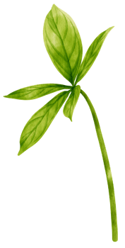 Pachira glabra tropical leaf watercolor illustration png