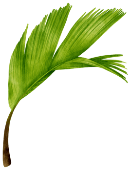 Palm leaf tropical watercolor illustration png