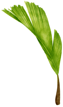 Palm leaf tropical watercolor illustration png