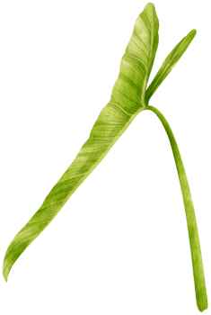 Philodendron tropical leaf watercolor illustration png