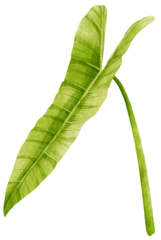 Philodendron tropical leaf watercolor illustration png