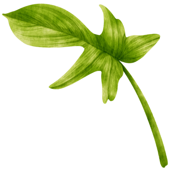 Philodendron tropical plant watercolor illustration png
