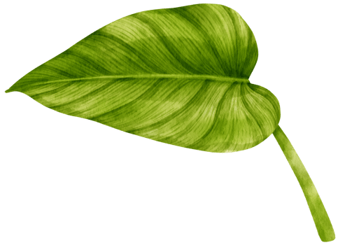 Philodendron tropical leaf watercolor illustration png
