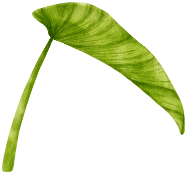 Philodendron tropical leaf watercolor illustration png
