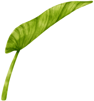 Philodendron tropical leaf watercolor illustration png