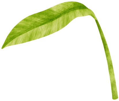 Spathiphyllum tropical leaf watercolor illustration png