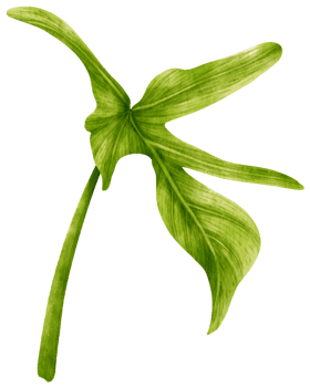 Philodendron tropical plant watercolor illustration png