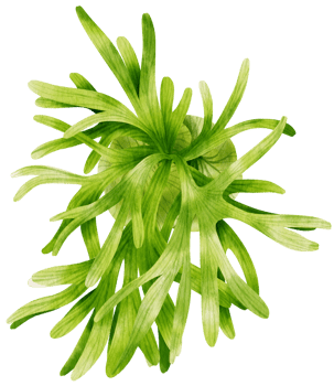Fren tropical plant watercolor illustration png