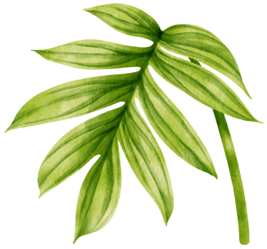 Rhaphidophora decursiva tropical leaf watercolor png
