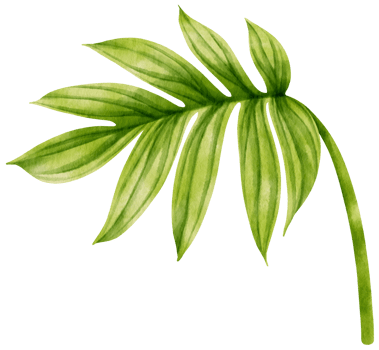 Rhaphidophora decursiva tropical leaf watercolor png