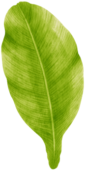 Spathiphyllum tropical leaf watercolor illustration png