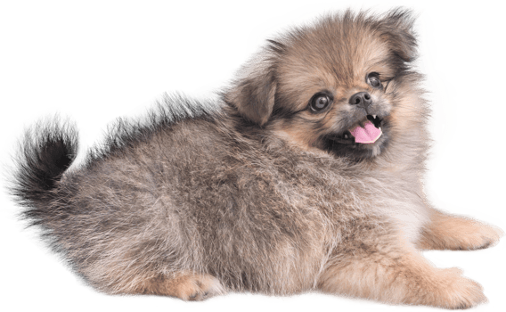 Cute puppies Pomeranian Mixed breed Pekingese dog sitting png