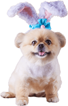 Cute puppies Pomeranian Mixed breed Pekingese dog Wear bunny ears sitting on occasion Happy Easter day png
