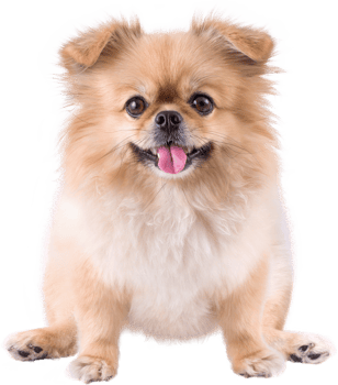 Cute puppies Pomeranian Mixed breed Pekingese dog sitting png