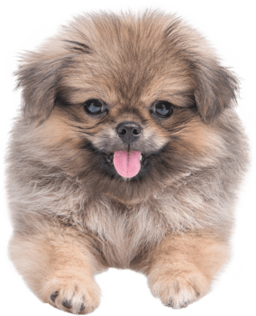Cute puppies Pomeranian Mixed breed Pekingese dog sitting png