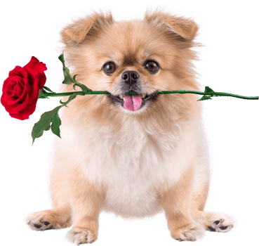Cute puppies Pomeranian Mixed breed Pekingese dog sitting with rose in mouth for Valentines day png
