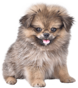 Cute puppies Pomeranian Mixed breed Pekingese dog sitting png