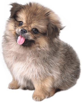 Cute puppies Pomeranian Mixed breed Pekingese dog sitting png