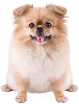 Cute puppies Pomeranian Mixed breed Pekingese dog sitting png